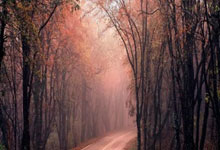 欧冠联赛上演進(jìn)球(qiú)盛宴(yàn)